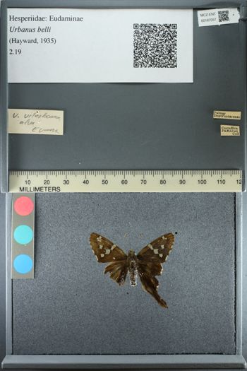 Media type: image;   Entomology 187057
